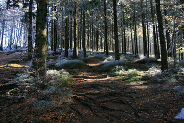 Mystical forest near Salmopol Pass in Silesian Beskids, Poland