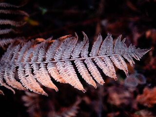 Frosted ferns