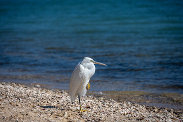 Egret went hunting on the beach at low tide