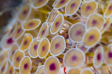 Close up detail of soft coral polyps