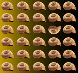 Arrangement of empty snail shells in row with one shell mirrored and disturbing the order, gradient background, composite