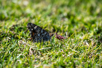 gray butterfly sits on the grass with folded wings
