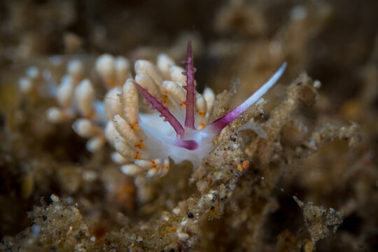 Pink flabellina nudibranch on coral reef