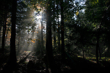Fototapeta premium Early morning in autumn forest in Island Beskids, Poland