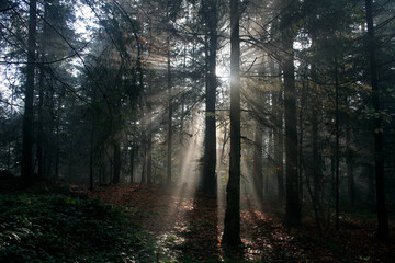 Early morning in autumn forest in Island Beskids, Poland