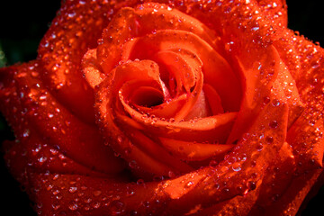 Close-up of a lovely red rose with water droplets. Great blank for Valentine's Day greeting card.