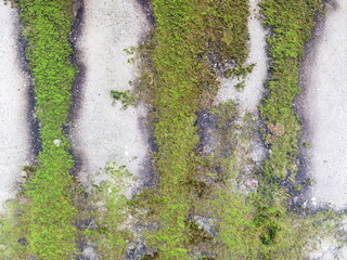 Muschio sul muro, Moss on the wall