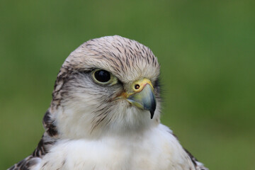 red tailed hawk