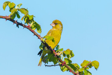 Greenfinch Chloris chloris bird singing