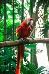 guacamaya bandera © MELISA