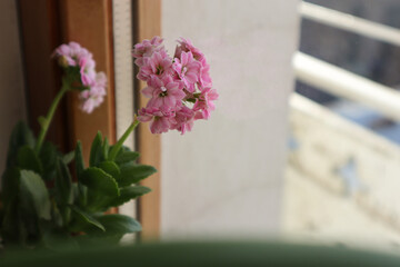 Beautiful pink pot flower at the window