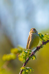 Greenfinch Chloris chloris bird singing