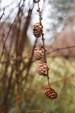 Autumn larch cones in the forest.