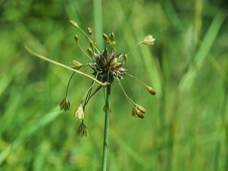 Ail des jardins (Allium oleraceum) une espèce botanique de la falille des Amaryllidacées