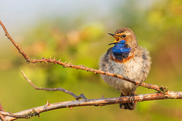 Closeup of a blue-throat bird Luscinia svecica cyanecula singing in a tree