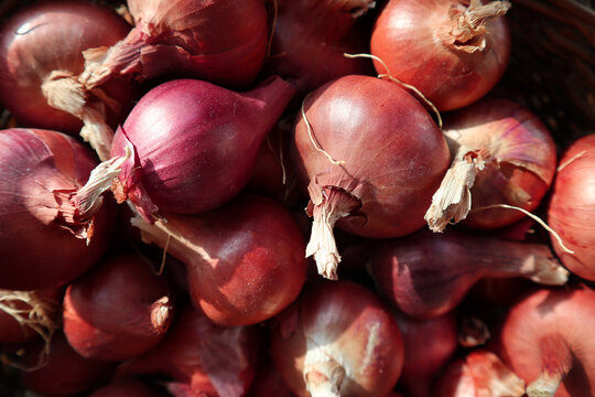 Large raw organic onions on wooden background. Selective focus.
