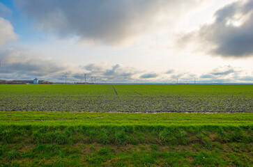 Fototapeta premium Vegetables in an agricultural field in the countryside under a blue cloudy sky in sunlight in winter, Almere, Flevoland, The Netherlands, January 7, 2021