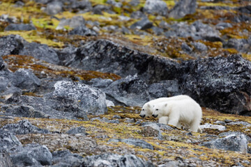 Polar bear and its cubs walking and finding some food.
