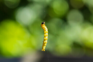 Box tree moth caterpillar, Cydalima perspectalis, closeup feeding