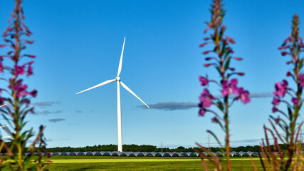 a large number of tunnels with strawberries on a background of green fields and wind turbines