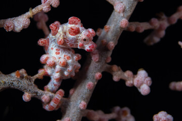  Pink pygmy seahorse in gorgonian seafan on coral reef - Hippocampus bargibanti © Mike Workman