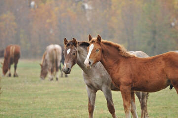 Fototapeta premium Foals of the Novoolexandrian Draught breed graze on a pasture on a cloudy autumn day