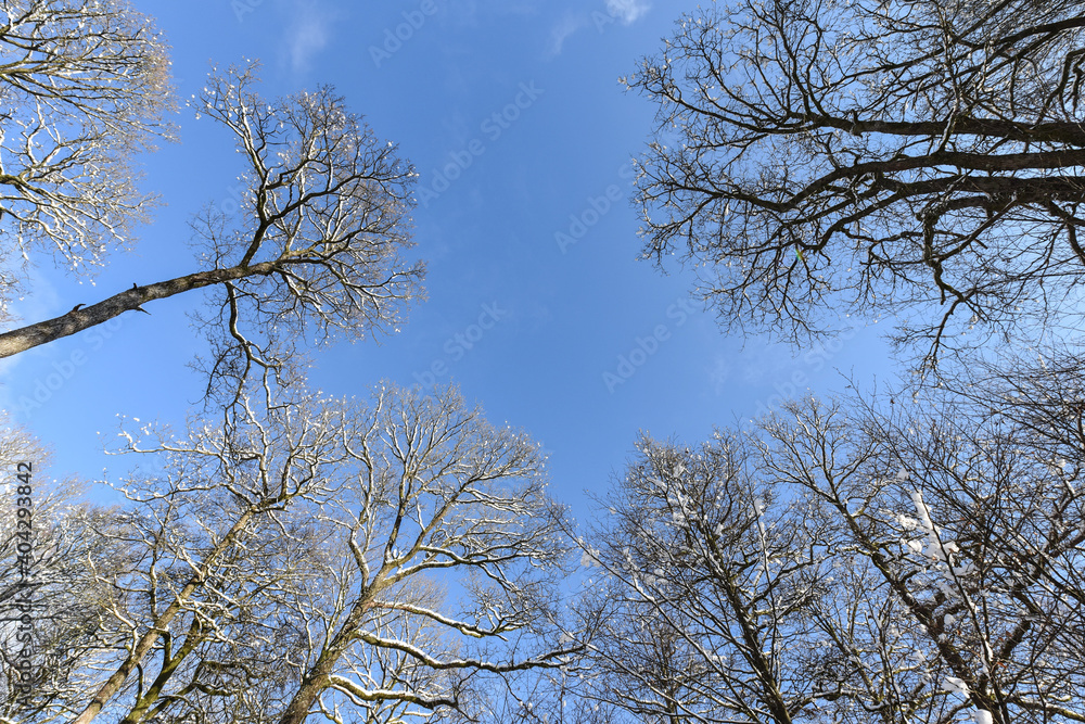 Wall mural neige hiver paysage Belgique Wallonie Gaume Ardenne bois foret