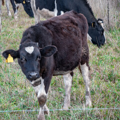 A calf, black with white spots, on a blurred background of a herd of cows grazing on a field with green grass, cloudy autumn day