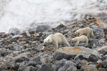 Polar bear and its cubs walking and finding some food.