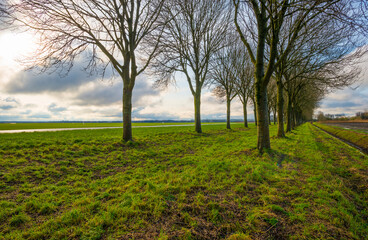 Line of trees along an agricultural field in the countryside under a blue cloudy sky in sunlight in winter, Almere, Flevoland, The Netherlands, January 7, 2021
