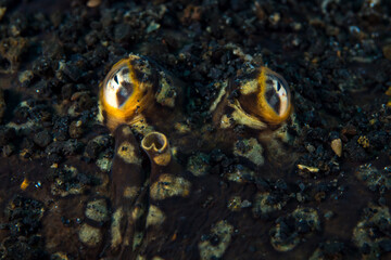 Close up detail on the eyes of a flounder