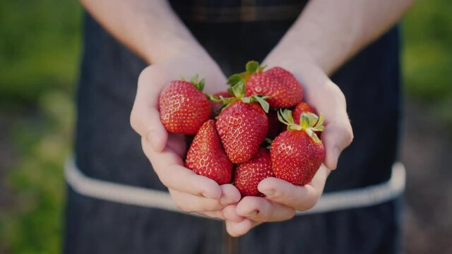 Ripe juicy strawberries in the hands of a farmer