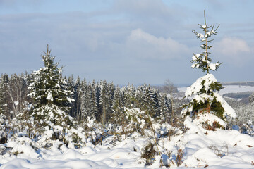 Obraz premium neige hiver paysage Belgique Wallonie Gaume Ardenne bois foret