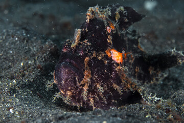 Purple juvenile giant frogfish - Antennarius commerson