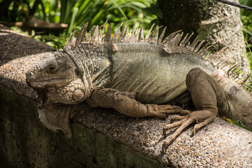 IGUANA