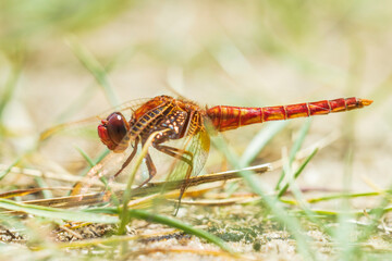 Scarlet dragonfly male, Crocothemis erythraea