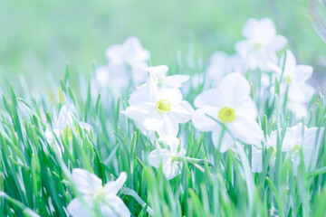 
White daffodils in early spring. Pastel image.