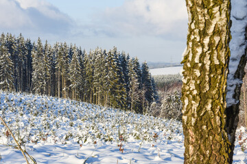 neige hiver paysage Belgique Wallonie Gaume Ardenne bois foret