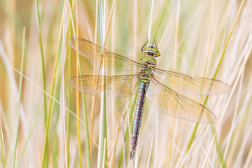 Closeup of a emperor dragonfly or blue emperor Anax imperator male, resting in vegetation
