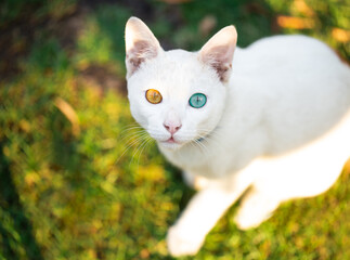 White cat with 2 different colored eyes (blue with gold yellow eyes) Looking at camera .