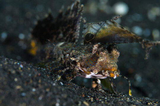 Fingered dragonette crawling around on dive site - Dactylopus dactylopus
