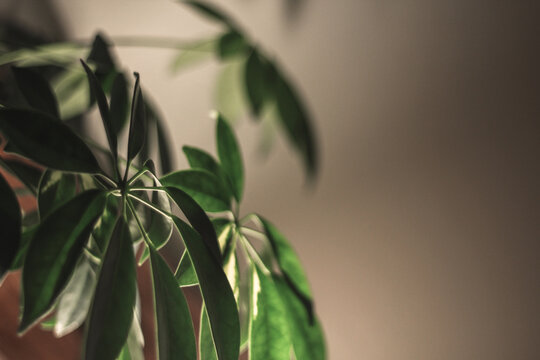 close up of a plant