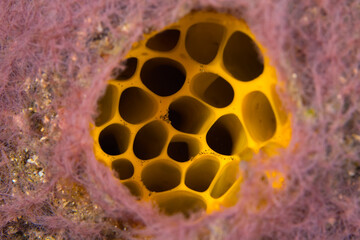Close up detail of coral polyps on coral reef
