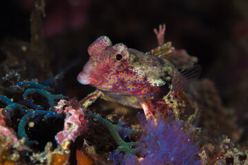 Pink dragonette fish on coral reef
