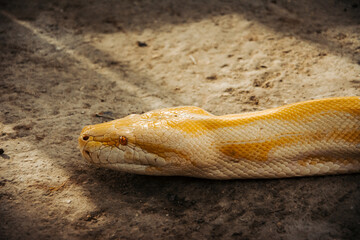 Head of an albino phyton snake moving across the ground