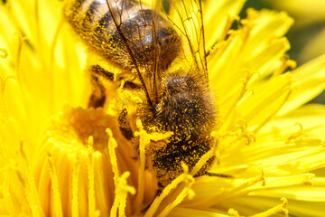 Honey bee covered with yellow pollen drink nectar, pollinating yellow dandelion flower. Inspirational natural floral spring or summer blooming garden background. Life of insects. Macro, close up