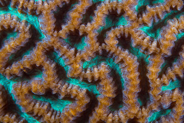 Close up colorful detail of coral polyps