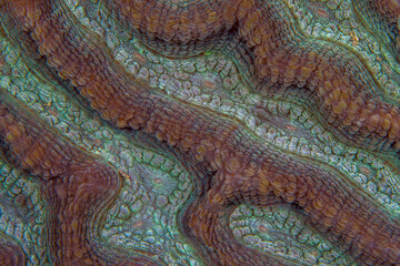 Close up detail of coral polyps on coral reef
