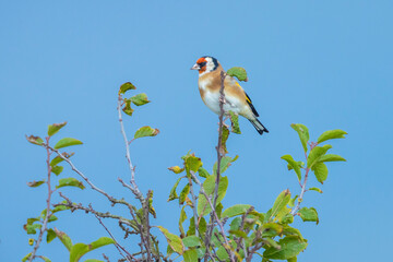 European goldfinch bird, Carduelis carduelis, perched eating seeds during Springtime season
