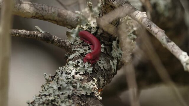 Close Macro: Bright Red Millipede crawls on sunny African tree branch